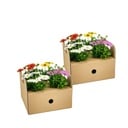 8x Osteospermum ecklonis Mix Ø12 cm - ↕20 cm