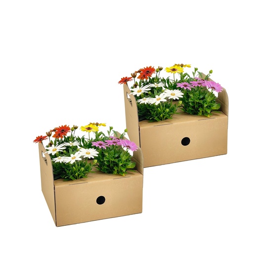 "8x Osteospermum ecklonis Mix Ø12 cm - ↕20 cm image"