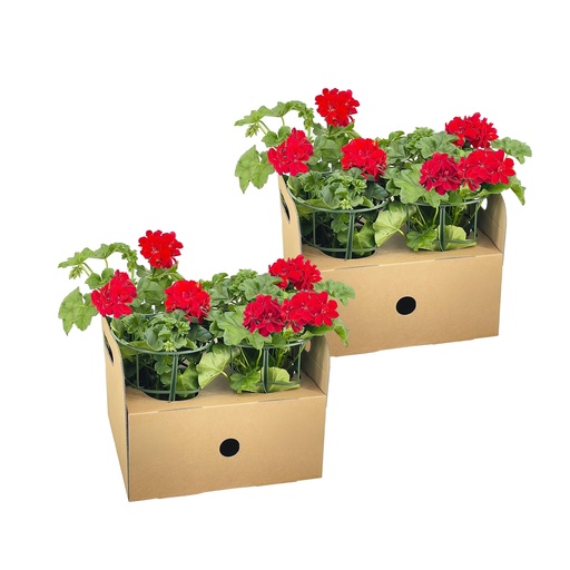 "Hängegeranie 8er-Set (Pelargonium peltatum) – frostempfindliche Ampelpflanze, Topf-Ø 12 cm, Höhe ca. 20 cm image"