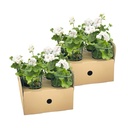 8x Pelargonium peltatum Weiß Ø12 cm - ↕20 cm