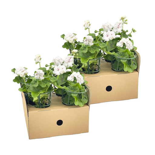 "8x Pelargonium peltatum Weiß Ø12 cm - ↕20 cm image"