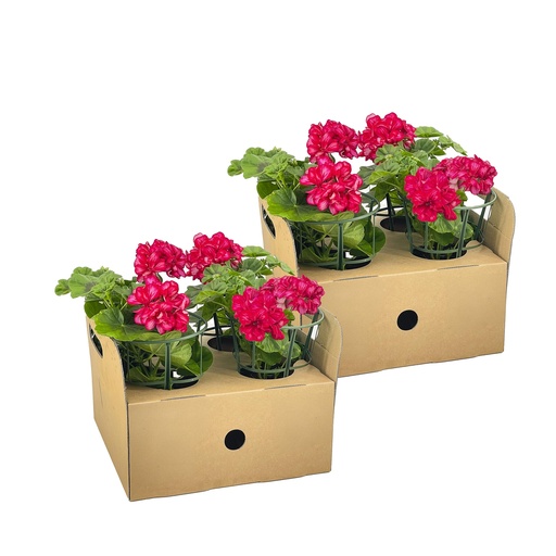 "8x Pelargonium peltatum Mexica Ruby Ø12 cm - ↕20 cm image"