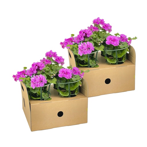 "8x Pelargonium peltatum Violet Ø12 cm - ↕20 cm image"