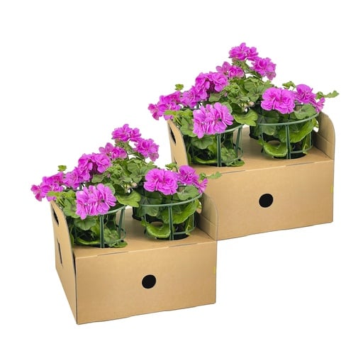 "8x Pelargonium peltatum Violet Ø12 cm - ↕20 cm image"