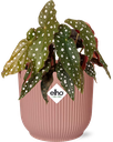 Begonia Maculata + ELHO Vibes Fold 14cm roze