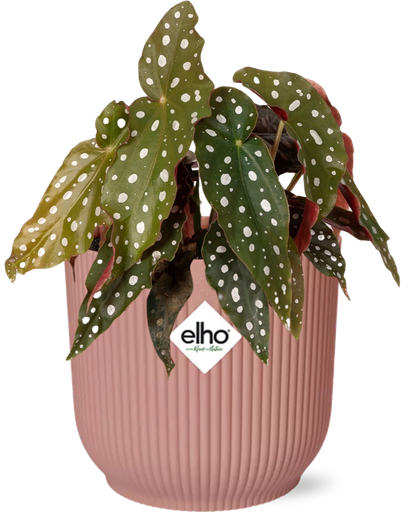 "Begonia Maculata + ELHO Vibes Fold 14cm roze image"