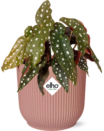 "Begonia Maculata + ELHO Vibes Fold 14cm rosa image"