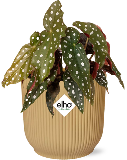 "Begonia Maculata + ELHO Vibes Fold 14cm gelb image"