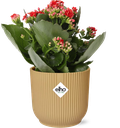 Kalanchoe Rosalina Don Justino Rood + ELHO Vibes Fold 14cm geel
