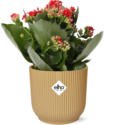 "Kalanchoe Rosalina Don Justino Rot + ELHO Vibes Fold 14cm Gelb image"