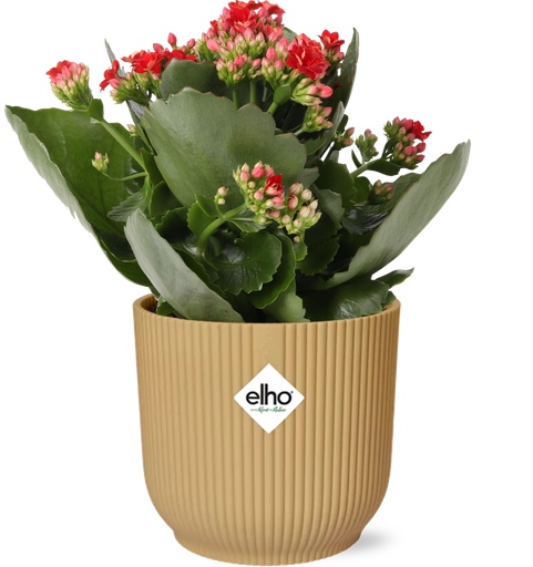 "Kalanchoe Rosalina Don Justino Rot + ELHO Vibes Fold 14cm Gelb image"