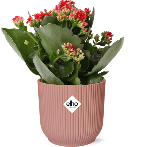 "Mother's Day - Kalanchoe Rosalina Don Justino Rood  + ELHO Vibes Fold 14cm roze image"