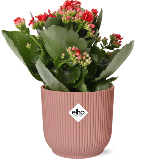 "Muttertag - Kalanchoe Rosalina Don Justino Rot + ELHO Vibes Fold 14cm Rosa image"