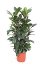 Ficus Cyathistipula - 180 cm