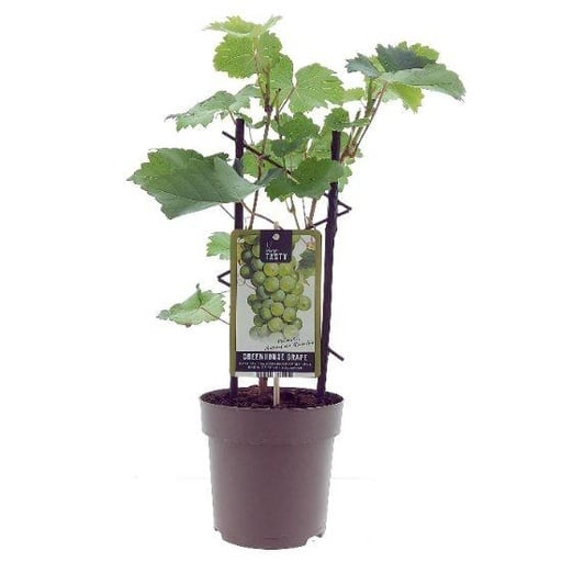 "Muskat-Traube (Vitis vinifera) – winterharte Beerenobst-Pflanze, Topf-Ø 15 cm, Höhe ca. 40 cm image"