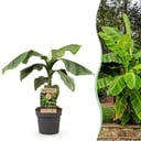 Obstpflanze - Musa Basjoo - Bananenbaum - Winterhart - Grün - 1 Pflanze - Topf 21cm - Höhe 70-90cm