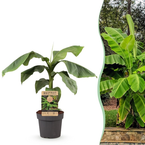 "Obstpflanze - Musa Basjoo - Bananenbaum - Winterhart - Grün - 1 Pflanze - Topf 21cm - Höhe 70-90cm image"