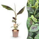 Fruchtpflanze - Musa Ever Red - Bananenbaum - Winterhart - Grün-Rot - 1 Pflanze - Topf 21cm - Höhe 70-90cm