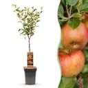 Obstbaum - Malus domestica Elstar - Apfelbaum - Winterhart - Rot-Grüner Apfel - 1 Pflanze - Topf 21cm - Höhe 90cm
