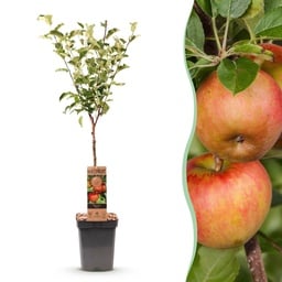 Obstbaum - Malus domestica Elstar - Apfelbaum - Winterhart - Rot-Grüner Apfel - 