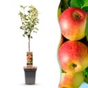 Obstbaum - Malus domestica Jonagold - Apfelbaum - Winterhart - Gelb-Grüner Apfel - 1 Pflanze - Topf 21cm - Höhe 90cm