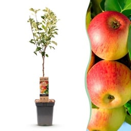 Obstbaum - Malus domestica Jonagold - Apfelbaum - Winterhart - Gelb-Grüner Apfel