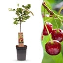 Obstbaum - Prunus avium Regina - Kirschbaum - Winterhart - Dunkelrote Beere - 1 Pflanze - Topf 21cm - Höhe 90cm