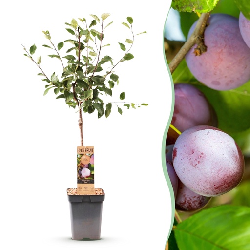 "Obstbaum - Prunus domestica Opal - Pflaumenbaum - Winterhart - Lila-Rote Pflaume - 1 Pflanze - Topf 21cm - Höhe 90cm image"