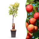 Obstbaum - Prunus domestica Victoria - Apfelbaum - Winterhart - Rosa-Orange Apfel - 1 Pflanze - Topf 21cm - Höhe 90cm