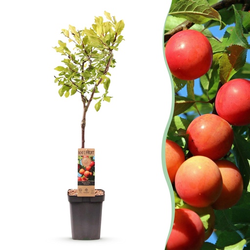 "Obstbaum - Prunus domestica Victoria - Apfelbaum - Winterhart - Rosa-Orange Apfel - 1 Pflanze - Topf 21cm - Höhe 90cm image"