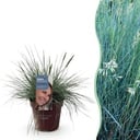 Ziergräser - Festuca glauca Intense Blue - Blau - 1 Pflanze - Immergrün - Winterhart - Topf 17cm Höhe 50cm