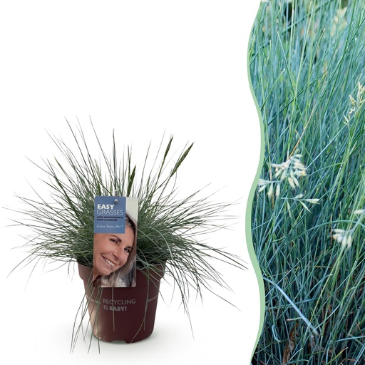 "Ziergräser - Festuca glauca Intense Blue - Blau - 1 Pflanze - Immergrün - Winterhart - Topf 17cm Höhe 50cm image"