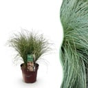 Ziergräser - Carex comans Frosted Curls - Grün - 1 Pflanze - Immergrün - Winterhart - Topf 17cm Höhe 50cm