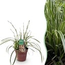 Ziergräser - Carex morrowii Ice Dance - Weiß & Grün - 1 Pflanze - Immergrün - Winterhart - Topf 17cm Höhe 50cm