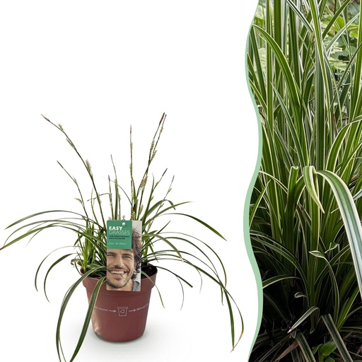 "Ziergräser - Carex morrowii Ice Dance - Weiß & Grün - 1 Pflanze - Immergrün - Winterhart - Topf 17cm Höhe 50cm image"