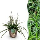 Ziergräser - Carex morrowii Irish Green - Grün & Gelb - 1 Pflanze - Immergrün - Winterhart - Topf 17cm Höhe 50cm