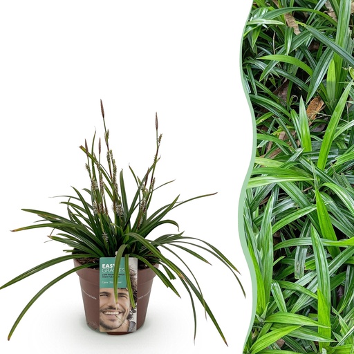 "Ziergräser - Carex morrowii Irish Green - Grün & Gelb - 1 Pflanze - Immergrün - Winterhart - Topf 17cm Höhe 50cm image"