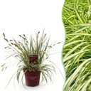 Ziergräser - Carex oshimensis Evergold - Gelb & Grün - 1 Pflanze - Immergrün - Winterhart - Topf 17cm Höhe 50cm