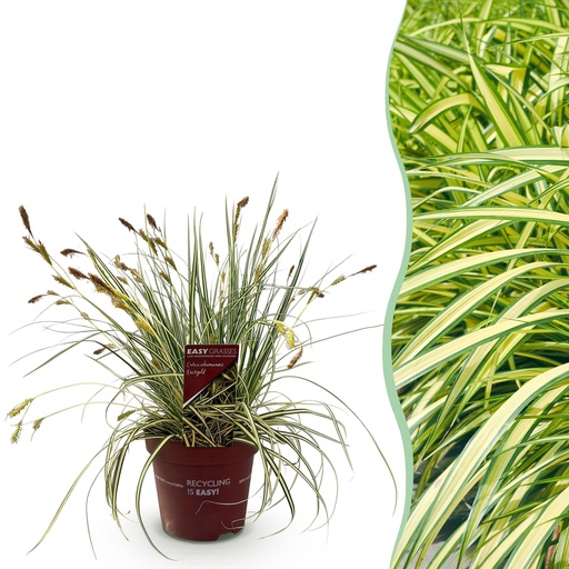 "Ziergräser - Carex oshimensis Evergold - Gelb & Grün - 1 Pflanze - Immergrün - Winterhart - Topf 17cm Höhe 50cm image"