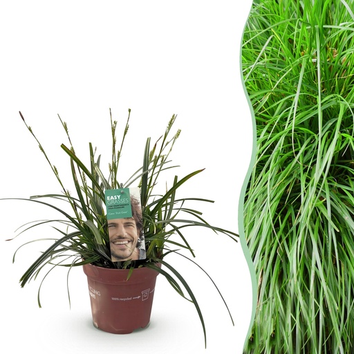 "Ziergräser - Carex oshimensis Intense Green - Grün - 1 Pflanze - Immergrün - Winterhart - Topf 17cm Höhe 50cm image"