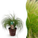 Ziergräser - Stipa tenuifolia Pony Tails - Grün - 1 Pflanze - Immergrün - Winterhart - Topf 17cm Höhe 50cm