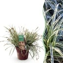 Ziergräser - Carex oshimensis Everest - Weiß und Grün - 1 Pflanze - Immergrün - Winterhart - Topf 17cm Höhe 50cm