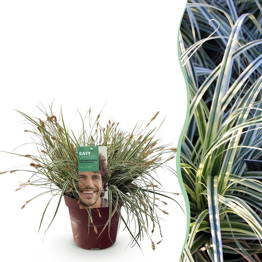"Ziergräser - Carex oshimensis Everest - Weiß und Grün - 1 Pflanze - Immergrün - Winterhart - Topf 17cm Höhe 50cm image"