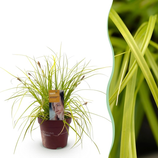 "Ziergräser - Carex oshimensis Everillo - Gelb - 1 Pflanze - Immergrün - Winterhart - Topf 17cm Höhe 50cm image"