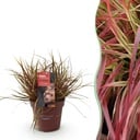 Ziergräser - Uncinia rubra Everflame - Rot - 1 Pflanze - Immergrün - Winterhart - Topf 17cm Höhe 50cm