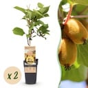 Obst Pflanze - Actinidia deliciosa Golden Kiwi - Kiwi Pflanze - Weiblich - Gelbe Frucht - 2 Pflanzen - Topf 15cm - Höhe 50cm