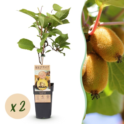 "Kiwi (Actinidia deliciosa) – winterharte Kletterpflanze, Höhe ca. 15 cm image"