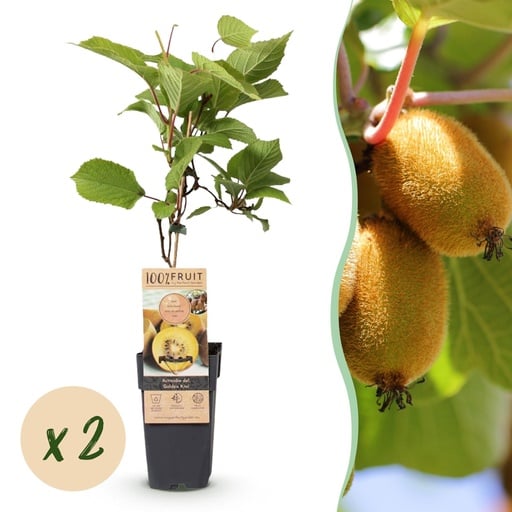 "Kiwi (Actinidia deliciosa) – winterharte Kletterpflanze, Höhe ca. 15 cm image"