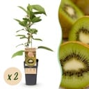 Obstpflanze - Actinidia deliciosa Jenny - Kiwi-Pflanze - Selbstbestäubend - Grüne Frucht - 2 Pflanzen - Topf 15cm - Höhe 50cm