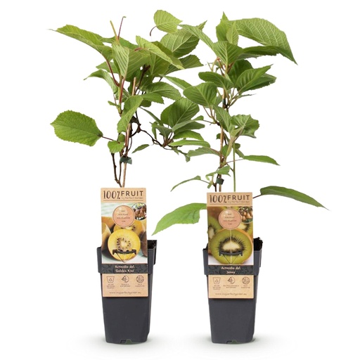 "Obstpflanze - Grüne & Gelbe Kiwi - Actinidia deliciosa Jenny & Goldene Kiwi - 2 Pflanzen - Topf 15cm Höhe 50cm image"